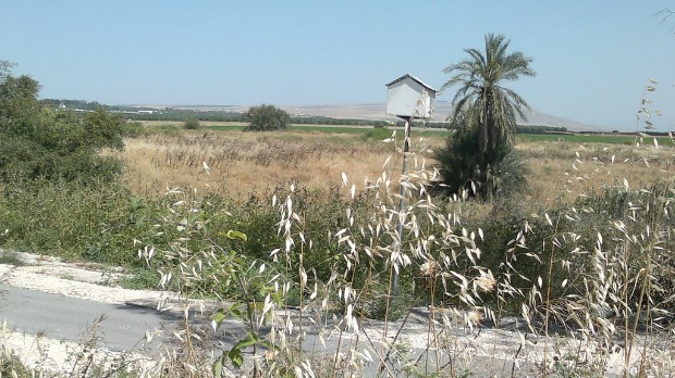 https://www.ecoisraeltours.com/spanish/wp-content/uploads/2013/06/owl-nesting-box.jpg