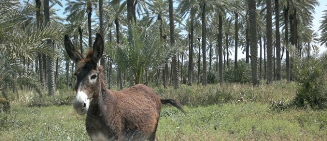 sde-eliyahu-donkey-668x288