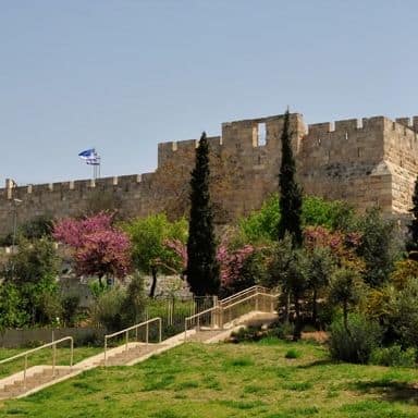 Jerusalem trees